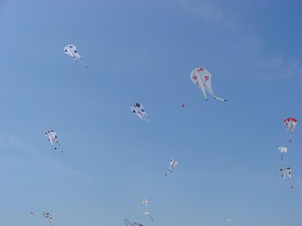 IMG_4550